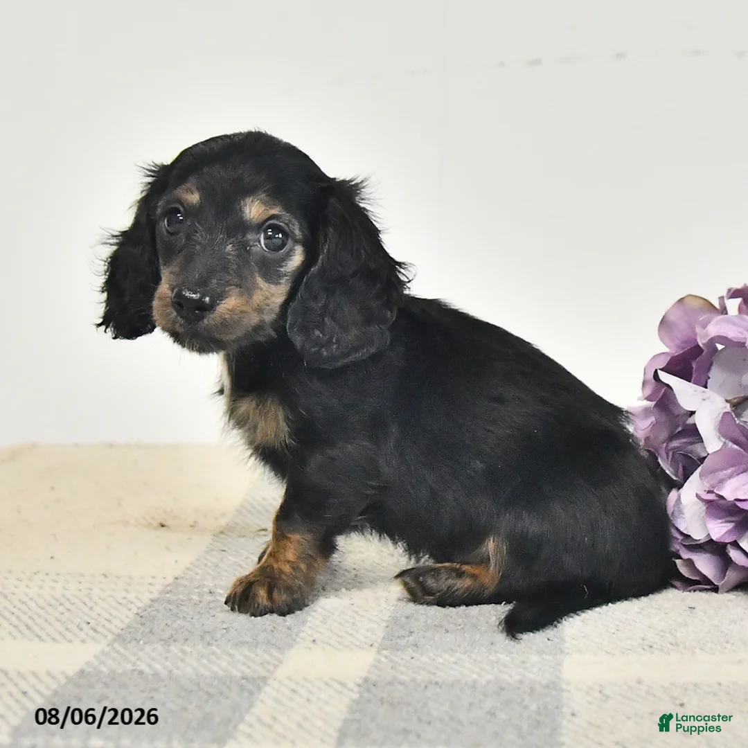 Miniature Dachshund dogs for sale: Clover  - Ad 3