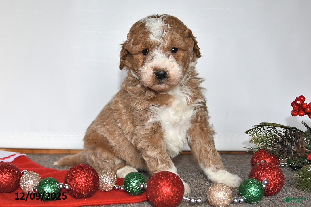 Mini Goldendoodle dogs for sale: Jessica - Ad 1