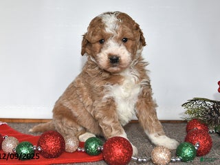 Mini Goldendoodle dogs Jessica - Ad 42
