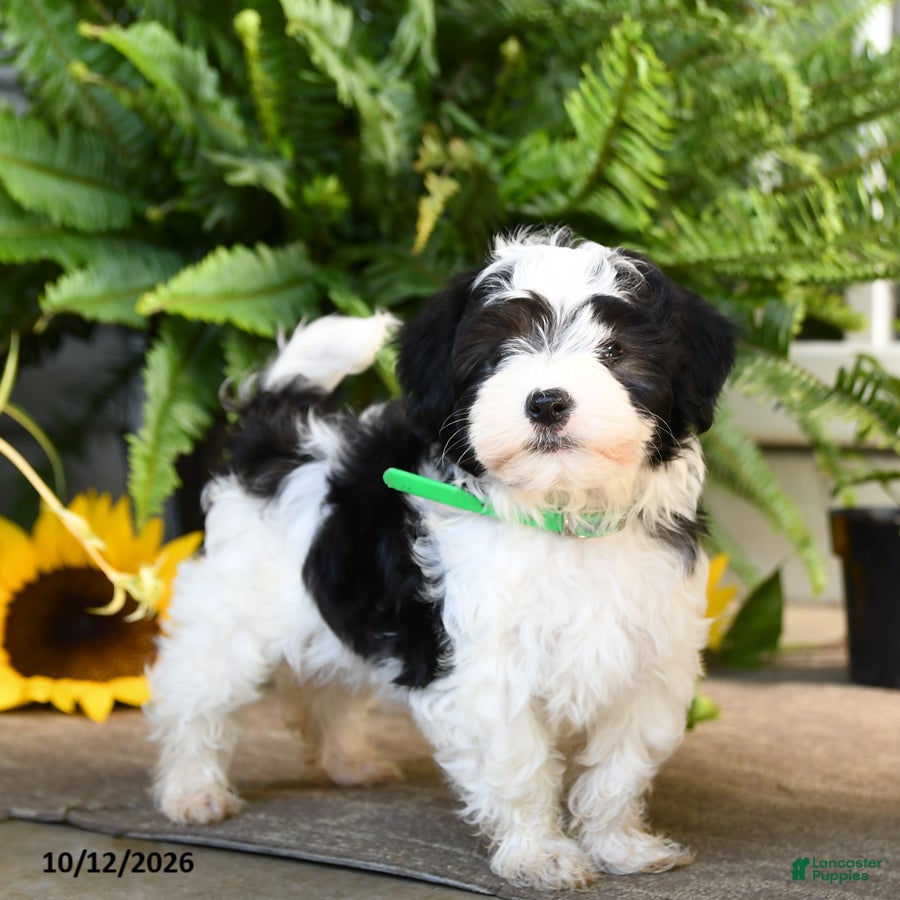Mixed Breed dogs for sale: Maverick - Ad 1