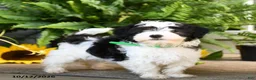 Mixed Breed dogs for sale: Maverick - Ad 1