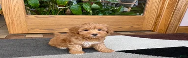 Havapoo Puppy 3