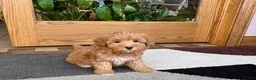 Havapoo dogs for sale: Havapoo Puppy 3 - Ad 1