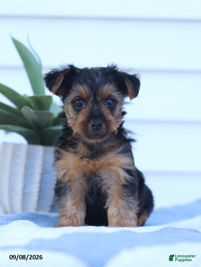 Yorkshire Terrier dogs Giggles - Ad 1