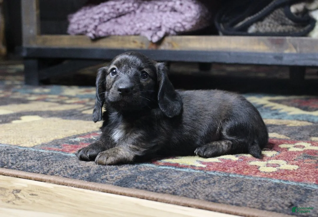 Dachshund dogs for sale: Abby - Ad 3