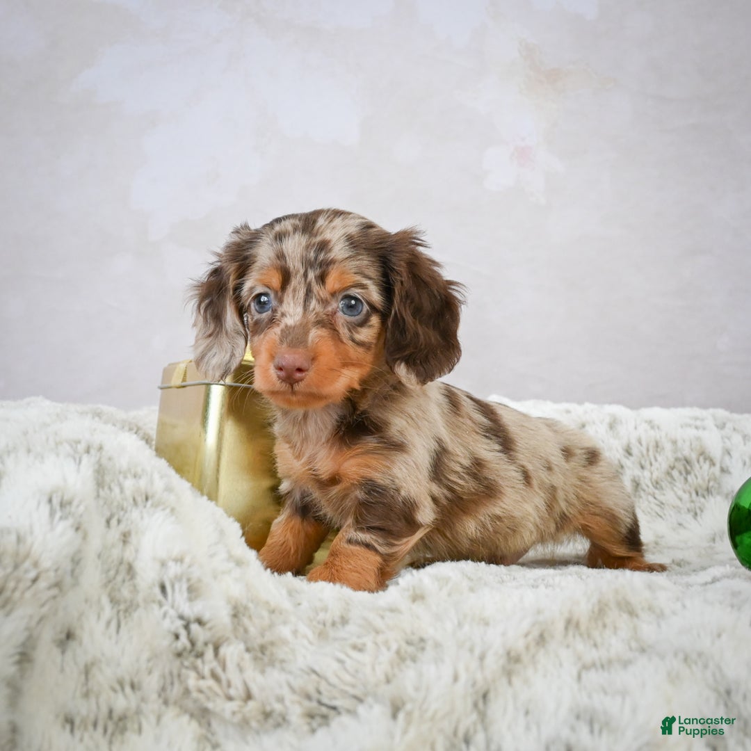 Miniature Dachshund dogs for sale: Parker - Ad 9