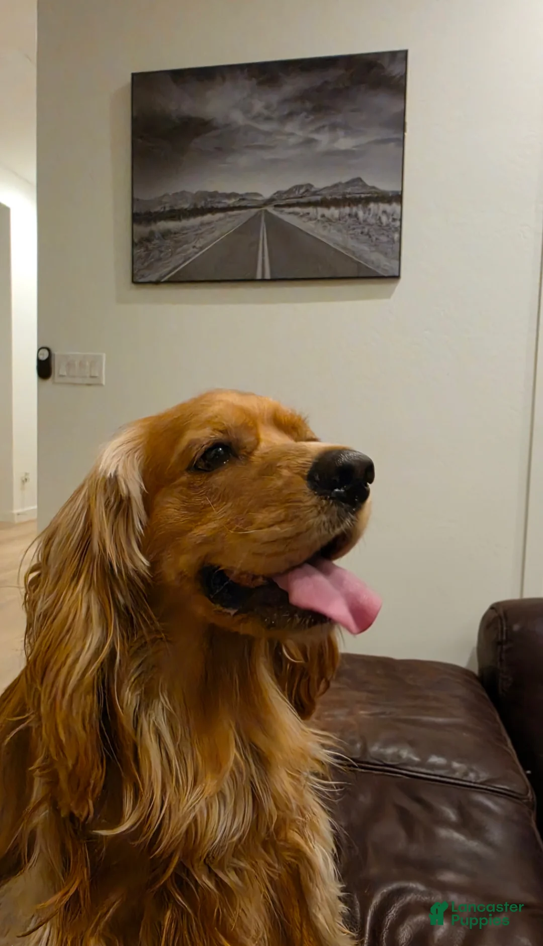 Cocker Spaniel dogs for stud: Leo.  - Ad 2