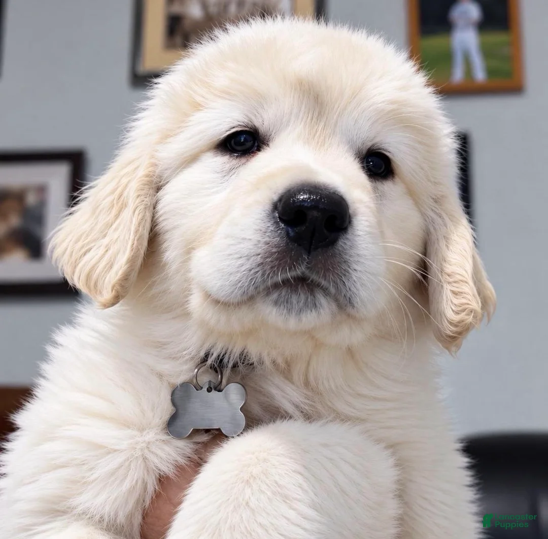 Golden Retriever dogs for sale: Kingston grey boy  - Ad 2