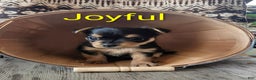 Yorkshire Terrier dogs for sale: Joyful - Ad 4