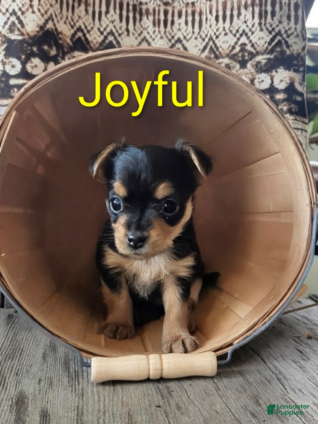 Yorkshire Terrier dogs for sale: Joyful - Ad 4