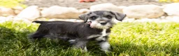 Miniature Schnauzer dogs for sale: Susie - Ad 6