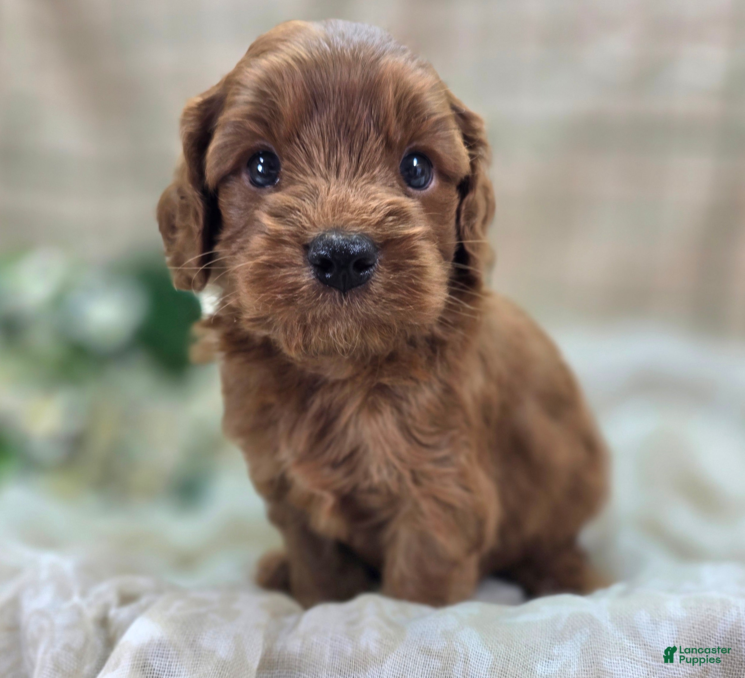 Cockapoo dogs Milan - Ad 10
