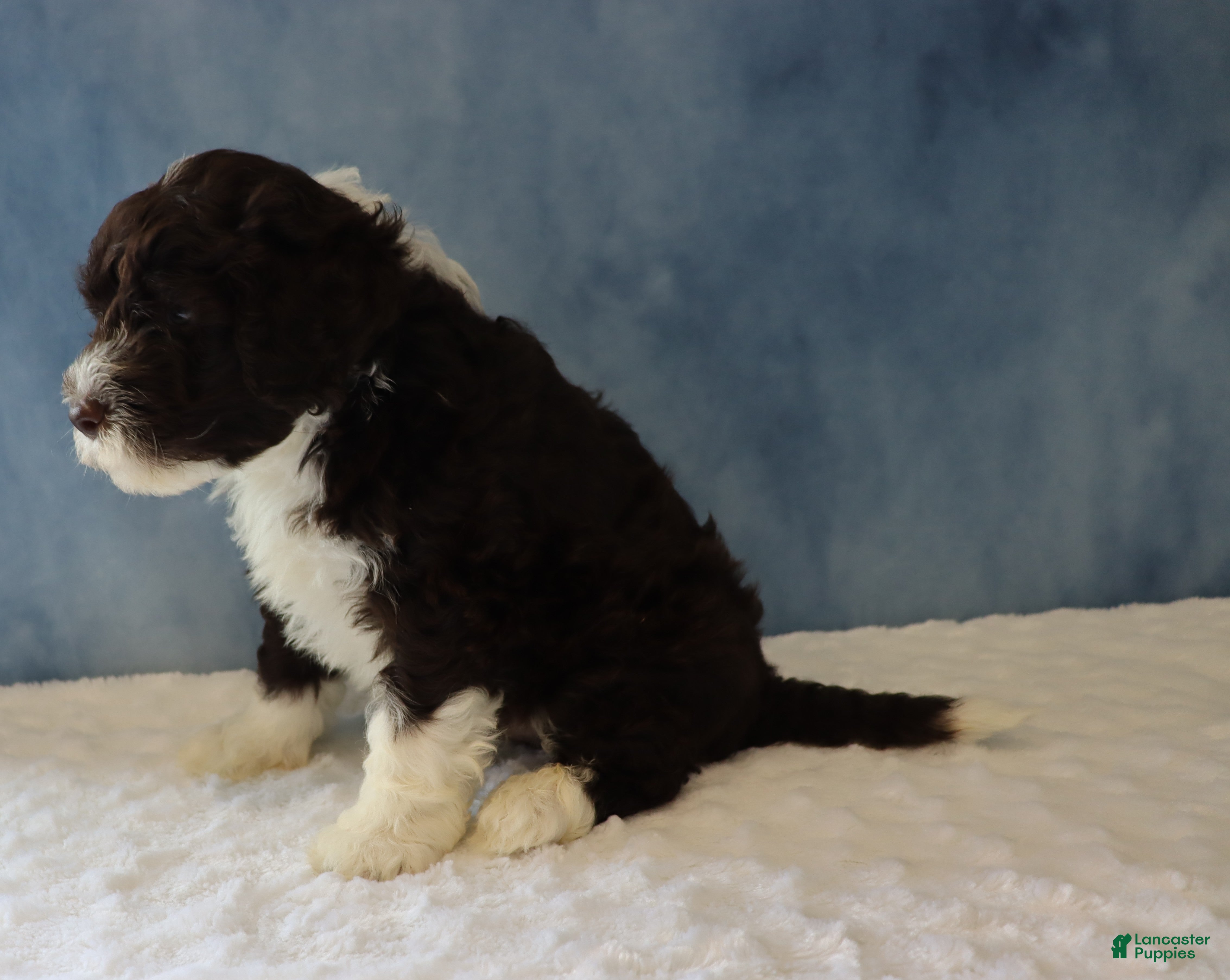 Portuguese Water Dog dogs Sargent - Ad 2