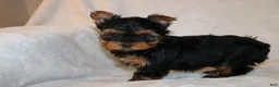 Yorkshire Terrier dogs for sale: Pixie - Ad 6