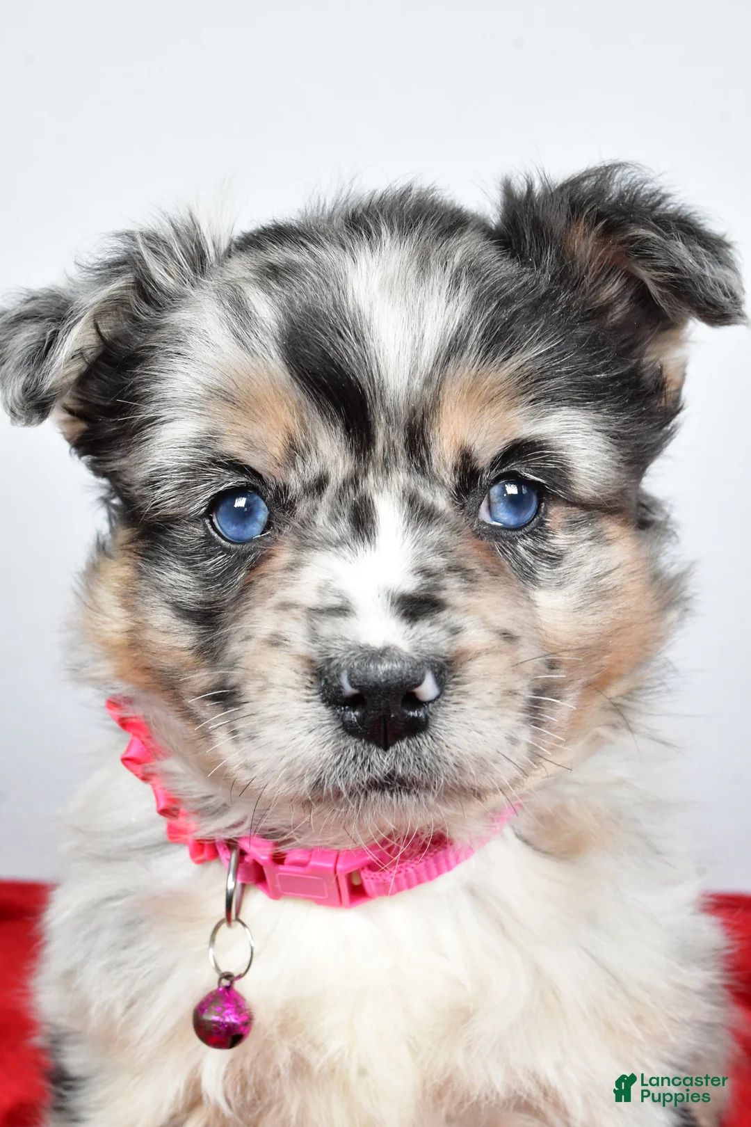 Mixed Breed dogs for sale: Coco - Ad 4