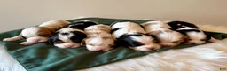 Cavalier King Charles Spaniel dogs for sale: Lucas - Ad 5