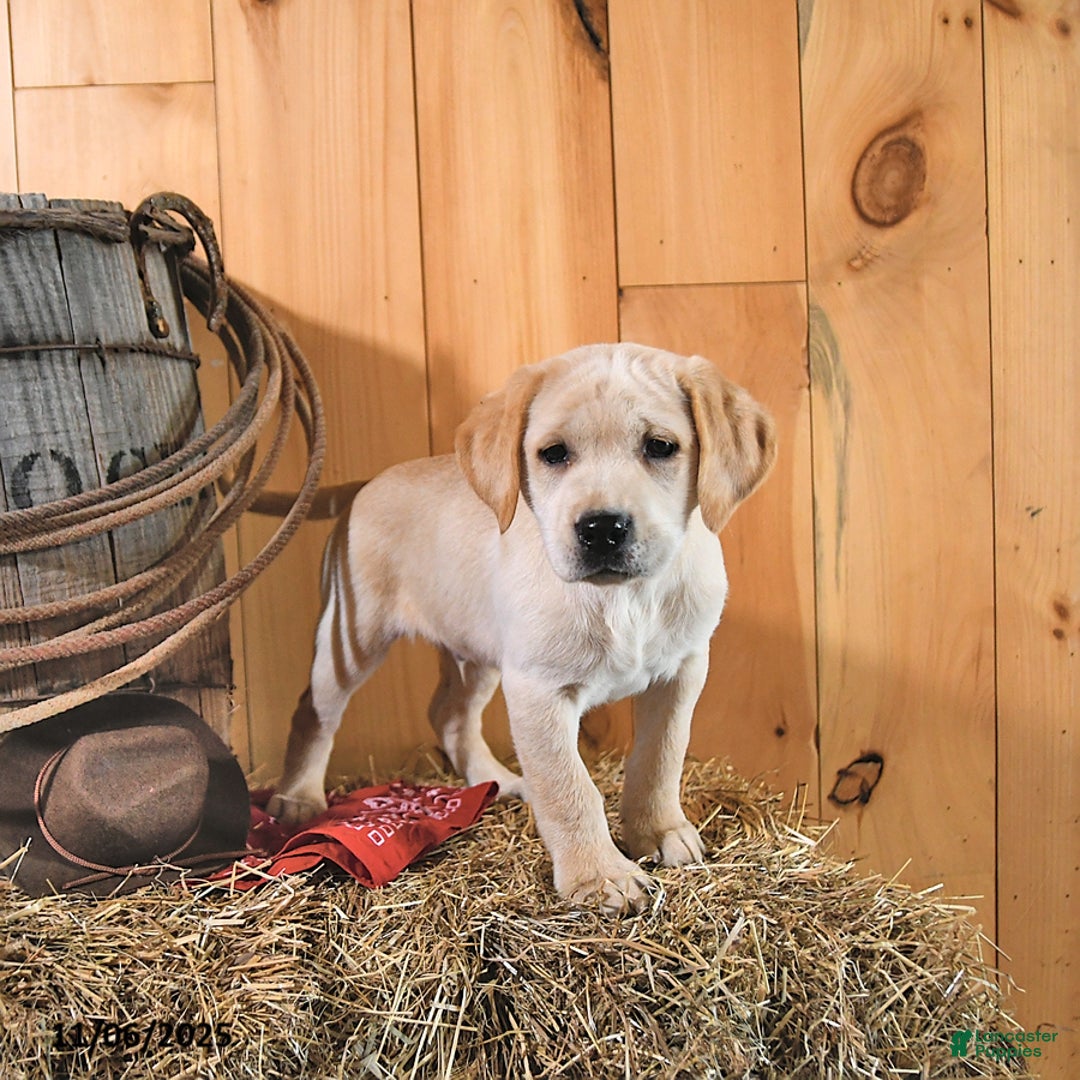Labrador Retriever dogs for sale: Karmel - Ad 6