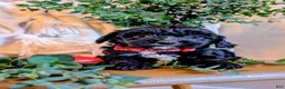 Cavapoo dogs for sale: TRACKER - Ad 11