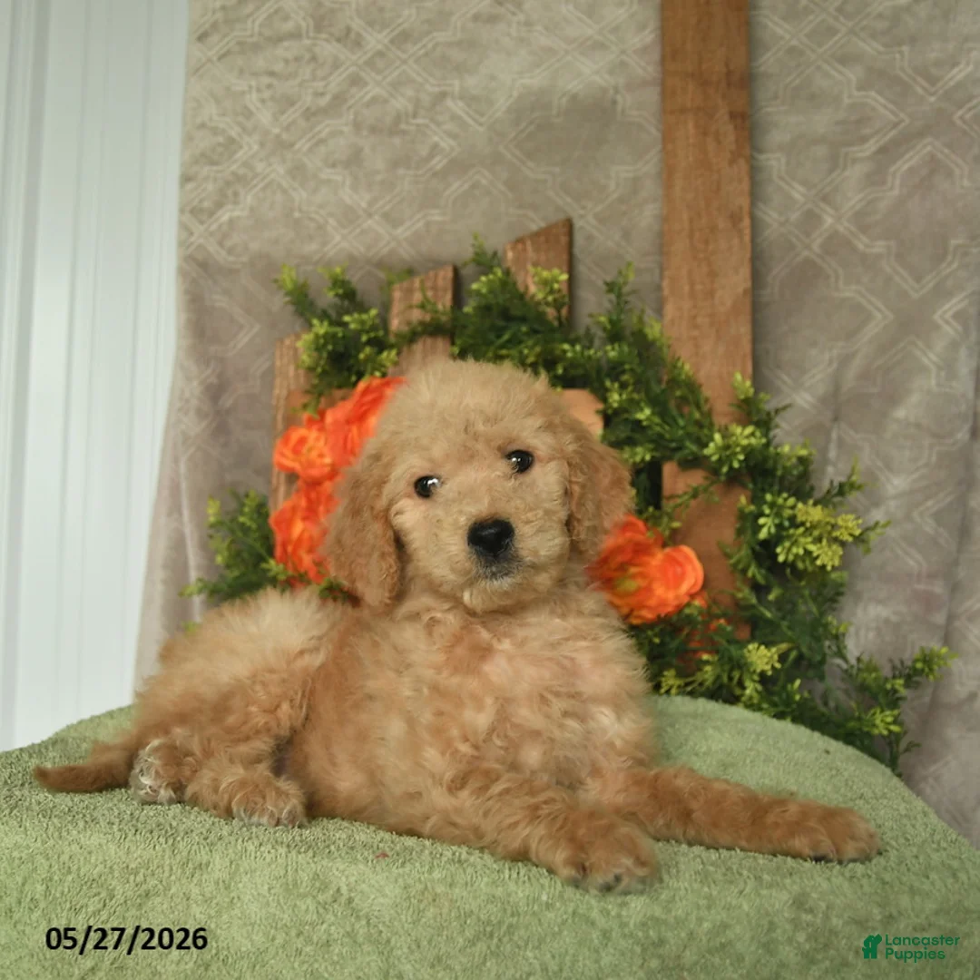 Mini Goldendoodle dogs for sale: Harper  - Ad 2