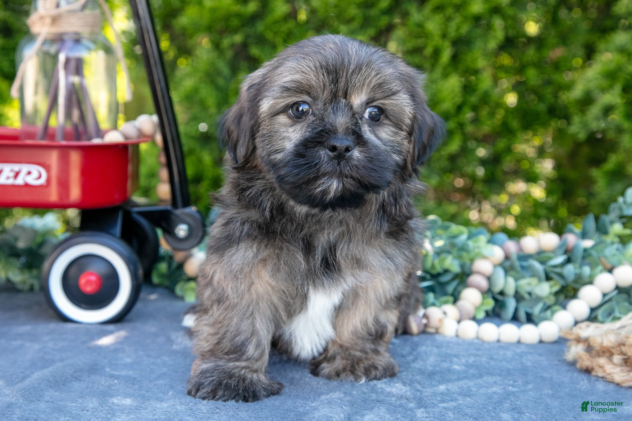 Shorkie dogs for sale: Burt - Ad 2