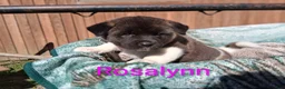 Akita dogs for sale: Rosalynn - Ad 5