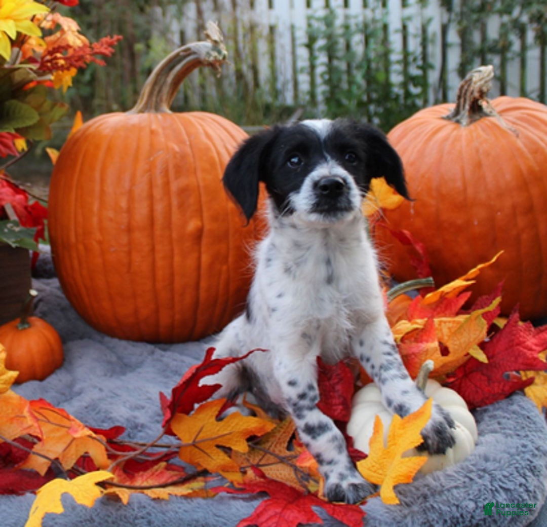 Aussiedoodle dogs for sale: Oreo - Ad 1