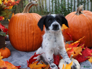 Aussiedoodle dogs for sale: Oreo - Ad 2