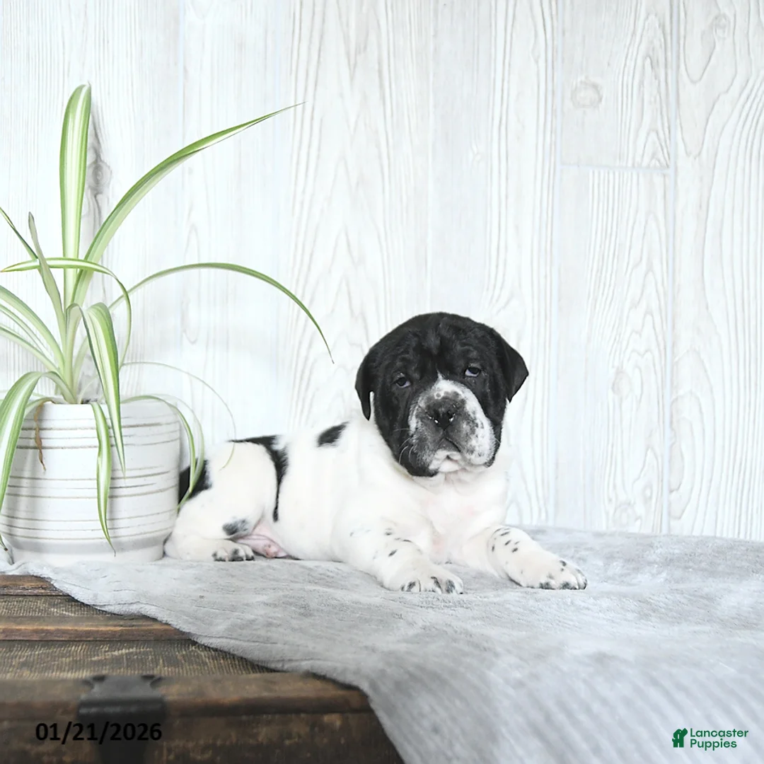 Mini Hippo dogs for sale: Gus - Ad 2