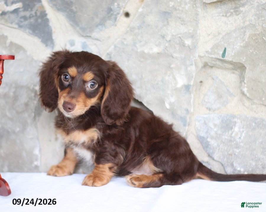 Miniature Dachshund dogs Tyler - Ad 1