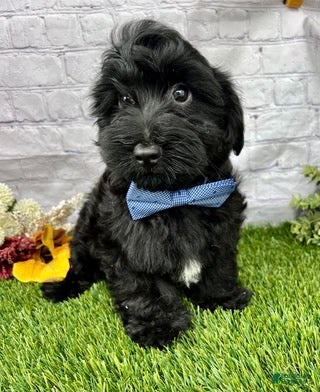 Yorkiepoo dogs Tate Yorkiepoo  - Ad 2