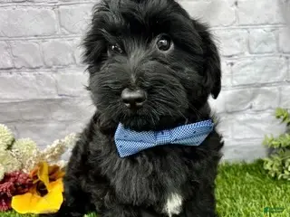 Yorkiepoo dogs Tate Yorkiepoo - Ad 2