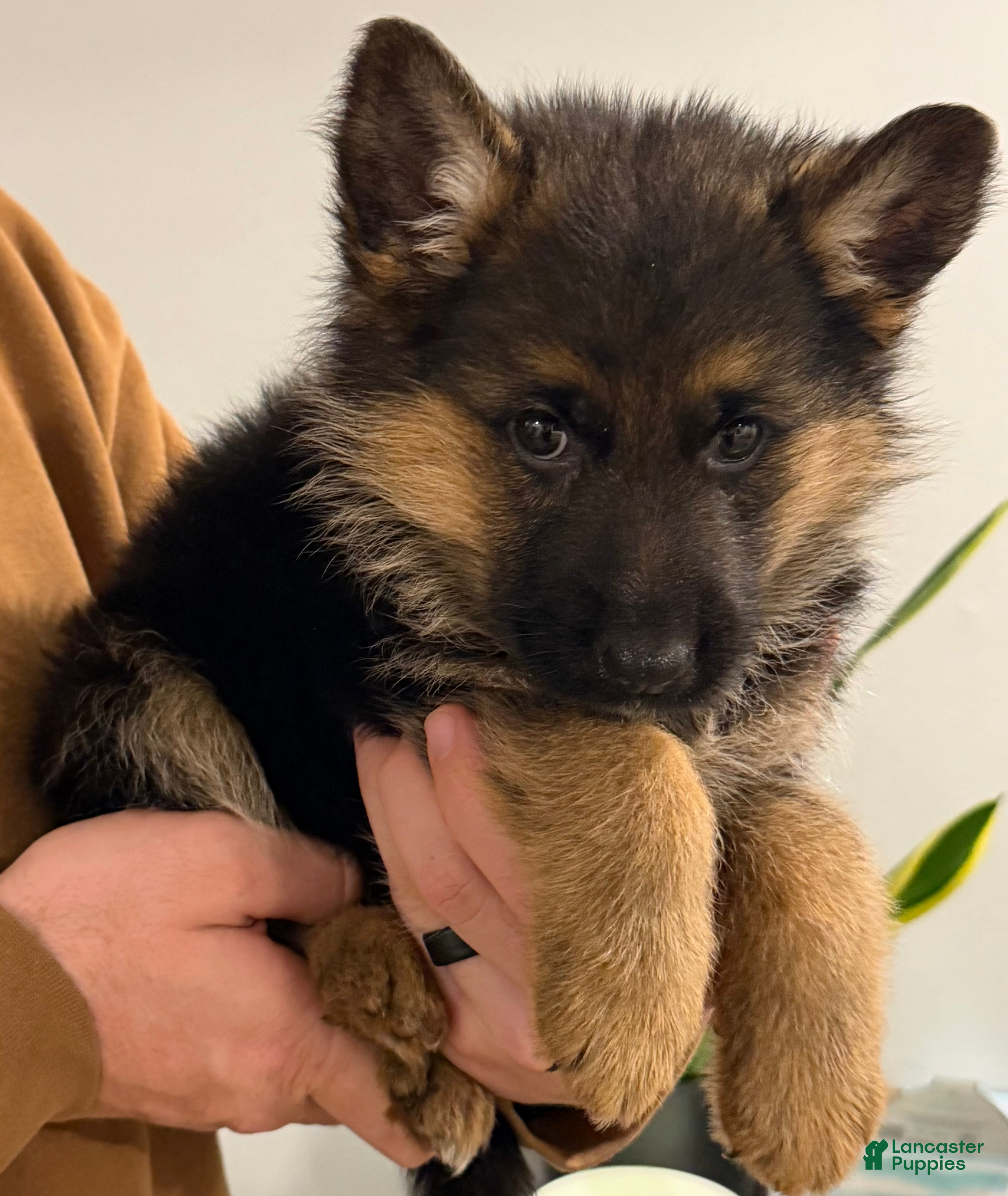 German Shepherd dogs Xena - Ad 3
