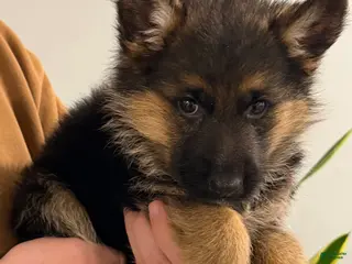 German Shepherd dogs Xena - Ad 3