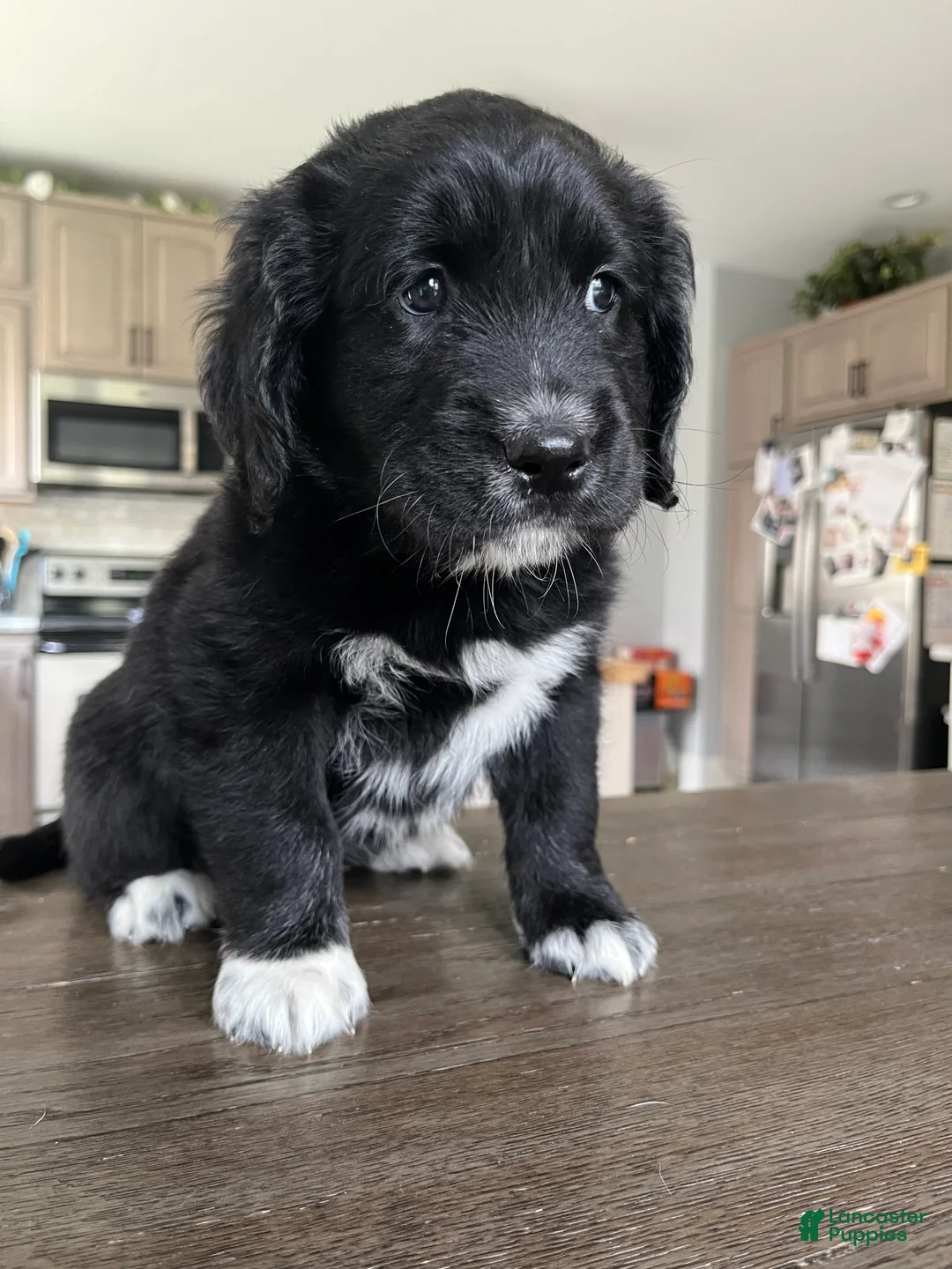 Mixed Breed dogs for sale: Meet Kyra! - Ad 1