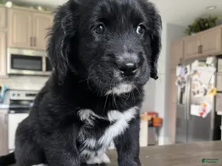 Mixed Breed dogs Meet Kyra! - Ad 1