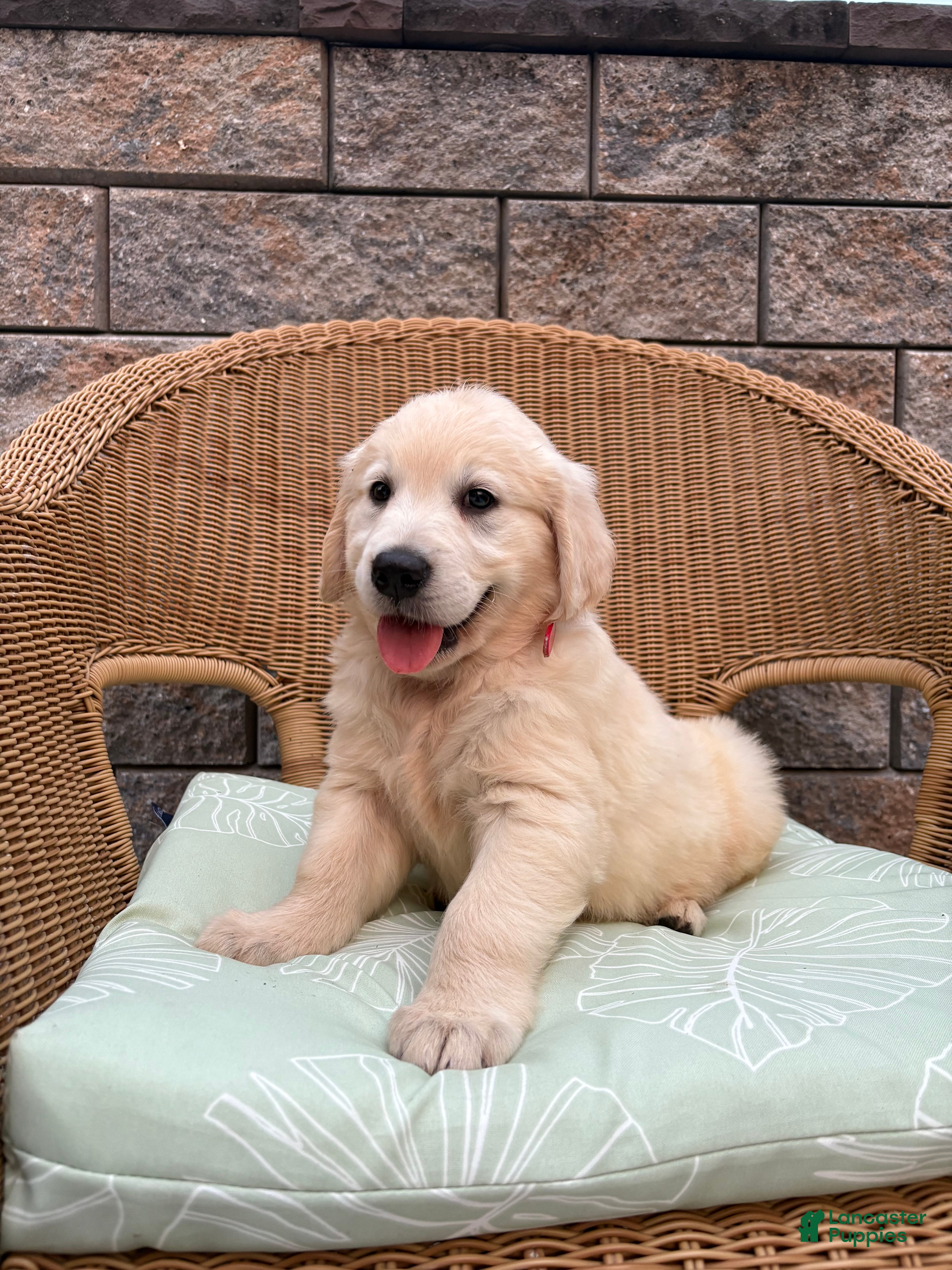 Golden Retriever dogs Gary - Ad 2