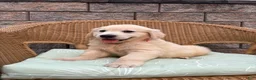 Golden Retriever dogs for sale: Gary - Ad 2