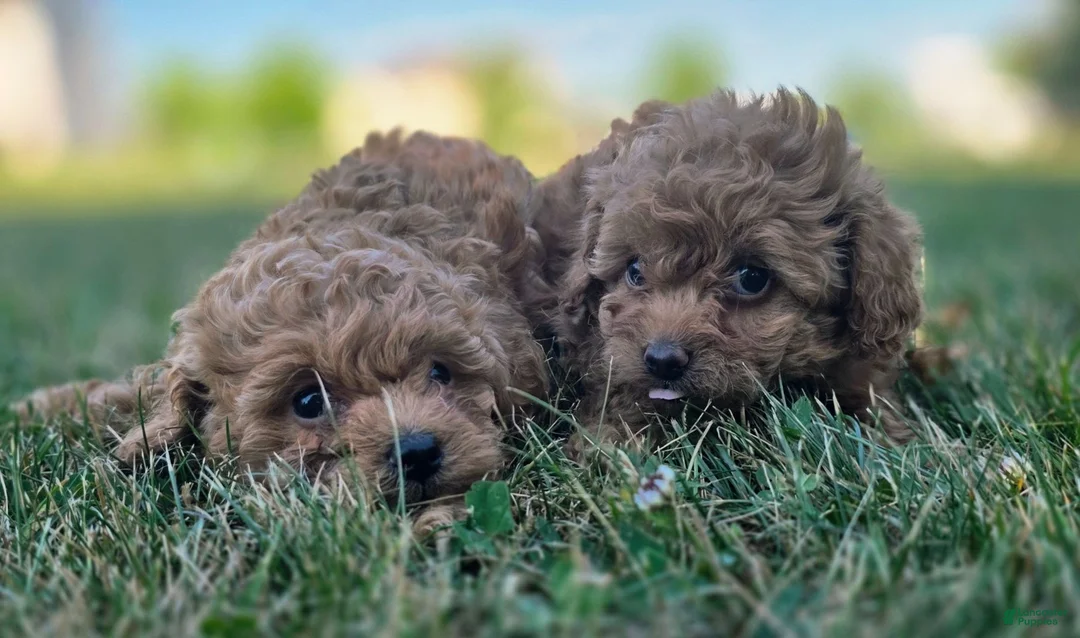 Maltipoo dogs for sale: Rosie  - Ad 1