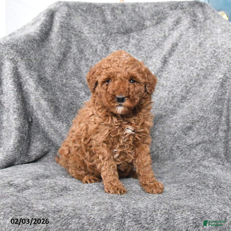 Miniature Poodle dogs Chili - Ad 13