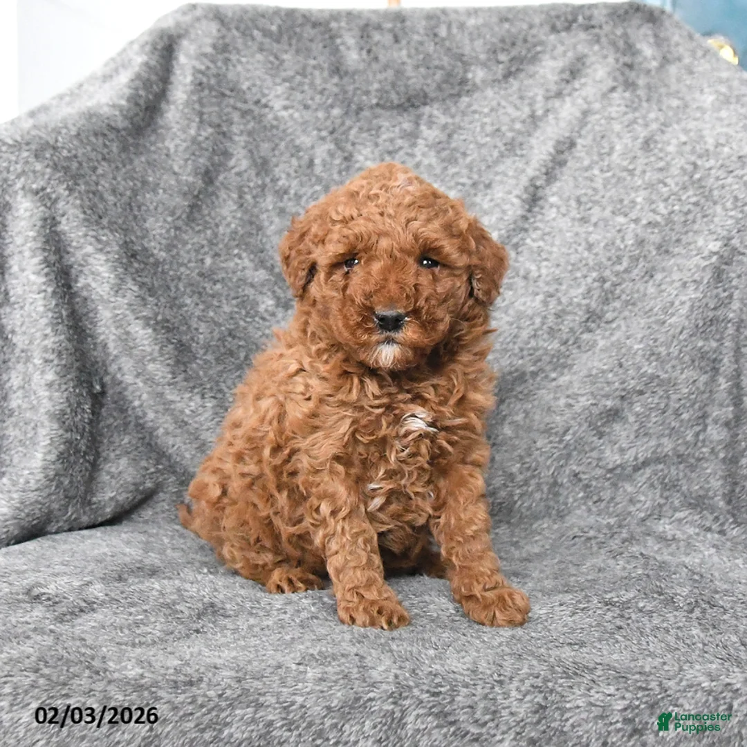 Miniature Poodle dogs for sale: Chili - Ad 1