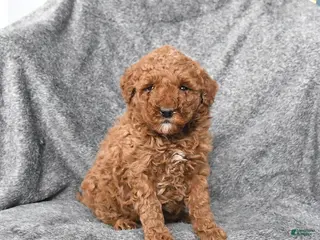 Miniature Poodle dogs Chili - Ad 13