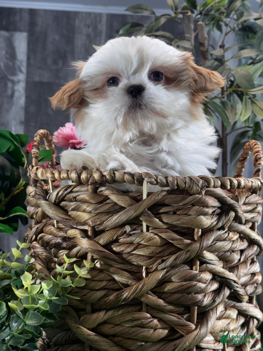 Shih Tzu dogs for sale: Scout  - Ad 2