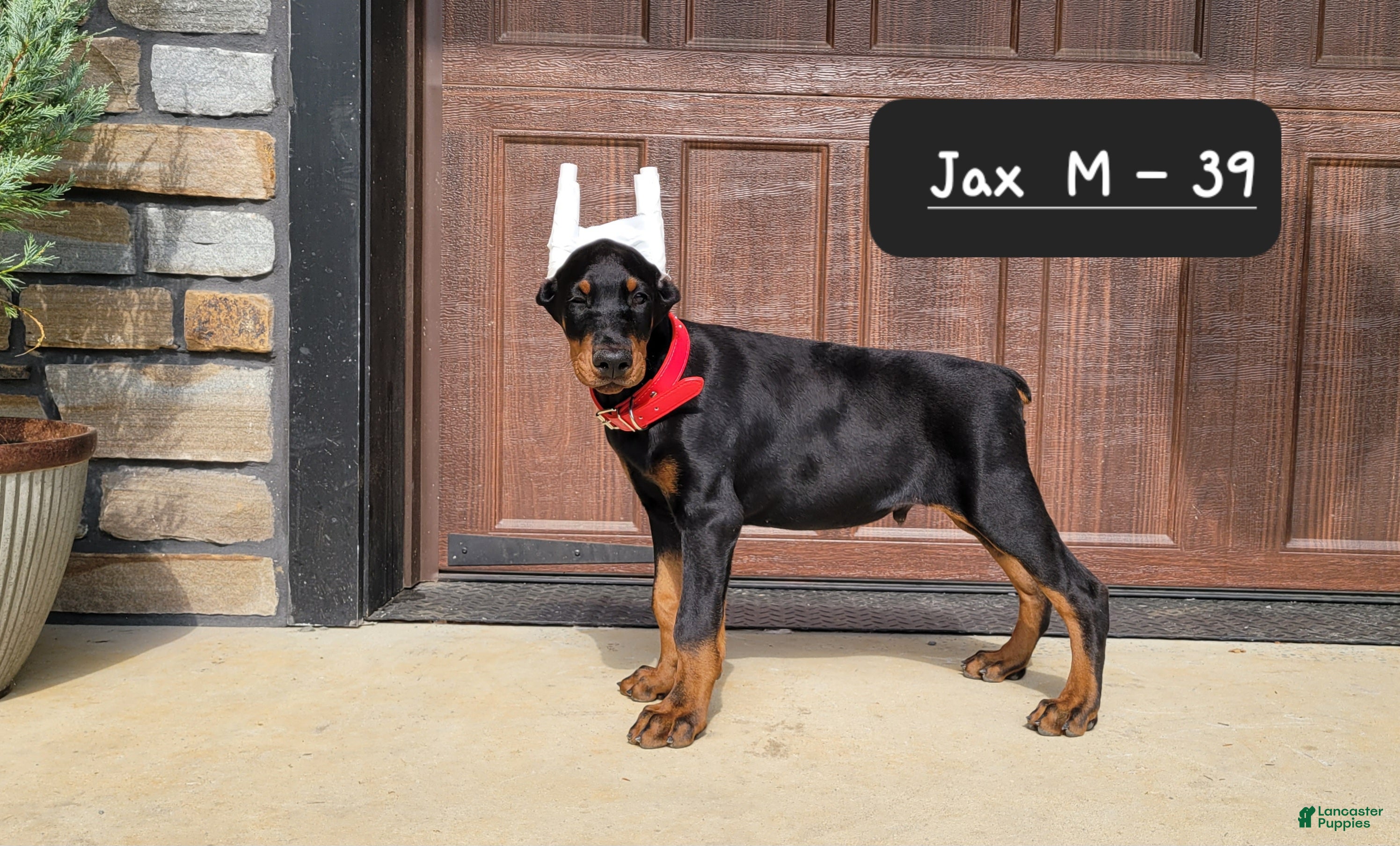 Doberman Pinscher dogs JAX - Ad 1