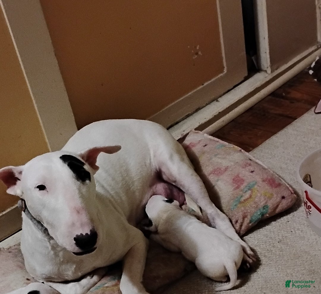 Bull Terrier dogs for sale: Bull Terrier Puppy 5 - Ad 2