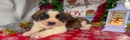 Saint Bernard dogs for sale: Missy - Ad 2