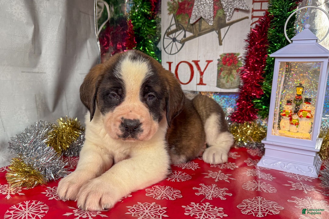 Saint Bernard dogs for sale: Missy - Ad 2