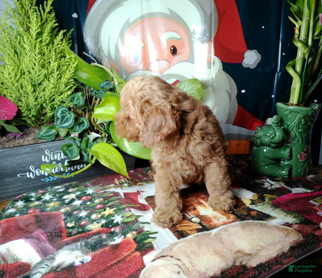 Toy Poodle dogs for sale: Rupert - Ad 4