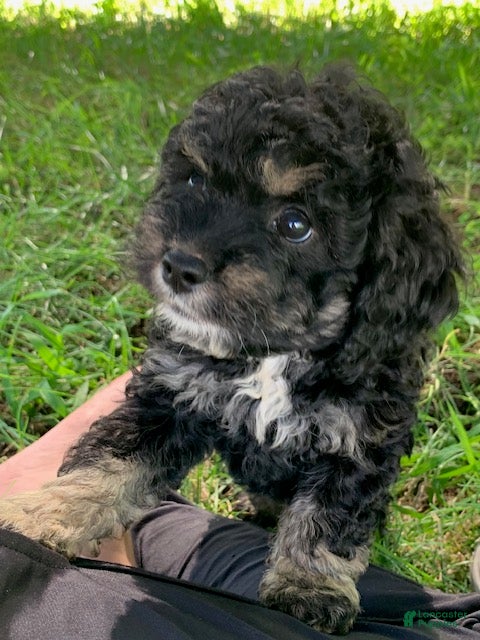 Cockapoo dogs for sale: Annie - Ad 2