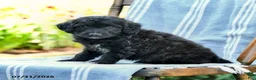 Mini Aussiedoodle dogs for sale: Akim - Ad 3