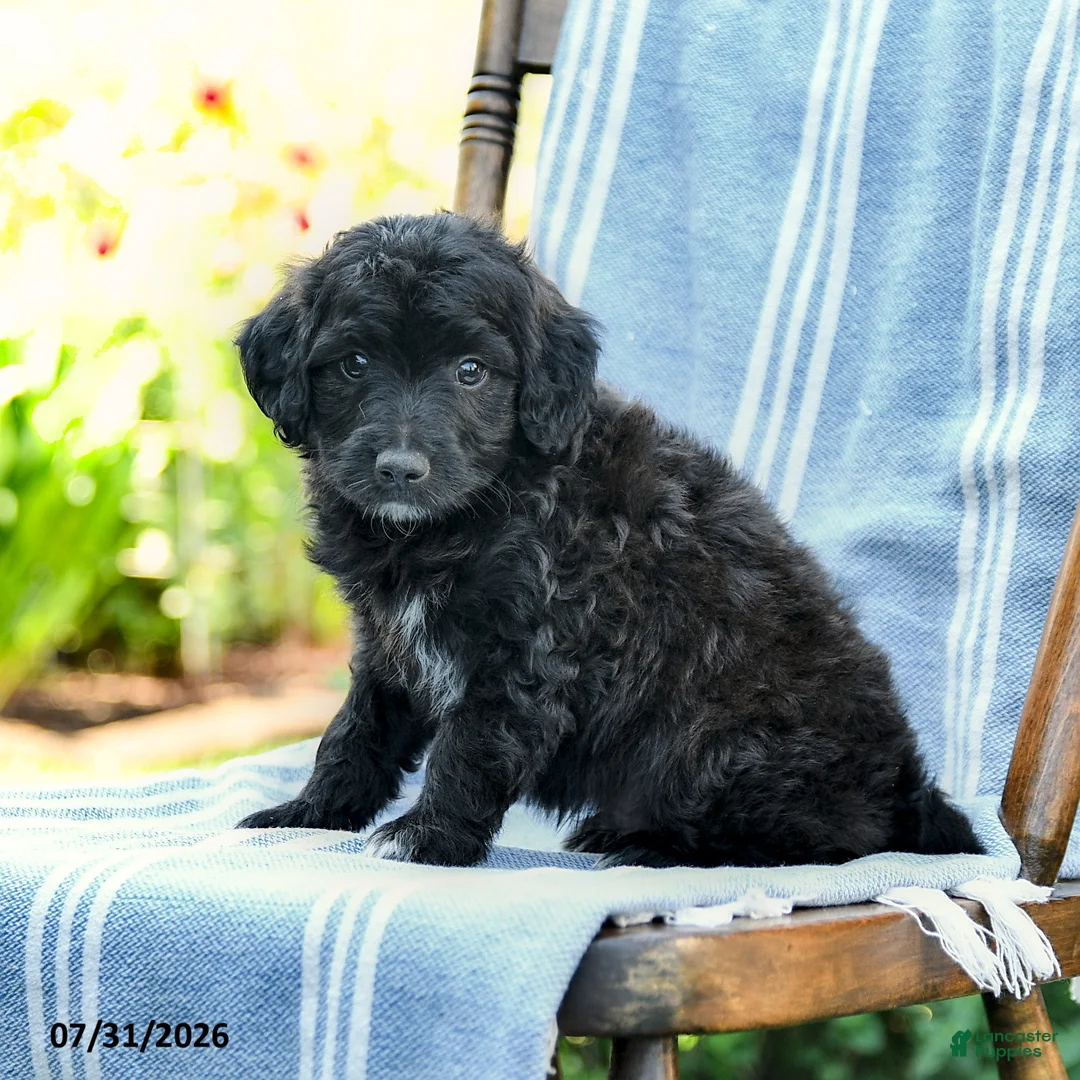 Mini Aussiedoodle dogs for sale: Akim - Ad 3
